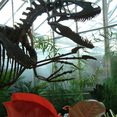 square Dinosaur's garden at McMillan Greenhouse - TLM