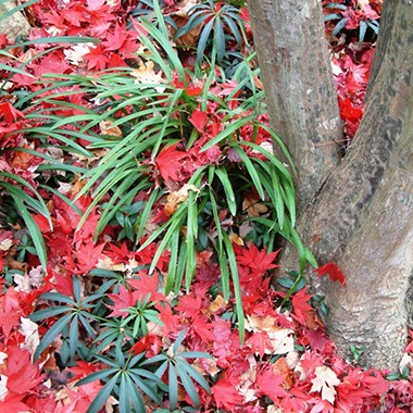 square jap maple fall litter