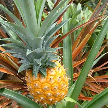 square pineapple
