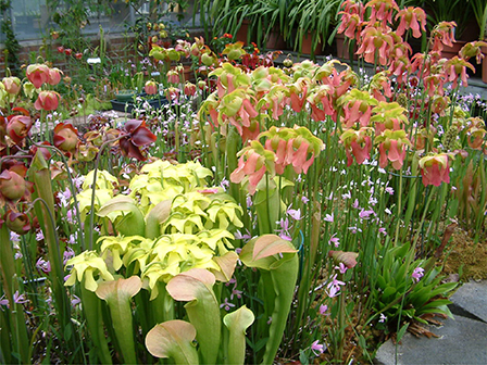 Bog Garden in Spring - Sarracenia and Rose Pogonia Orchids in bloom