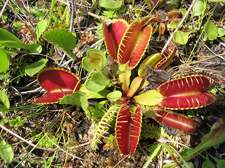 Venus'-flytrap - Dionaea muscipula - native to se N.C. & ne S.C