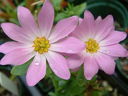 Marsh Pink Gentian - Sabatia dodecandra