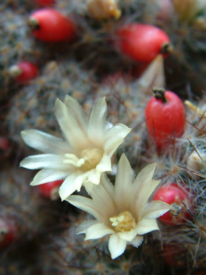 Texas Nipple Cactus - Mammillaria prolifera - Texas & Mexico