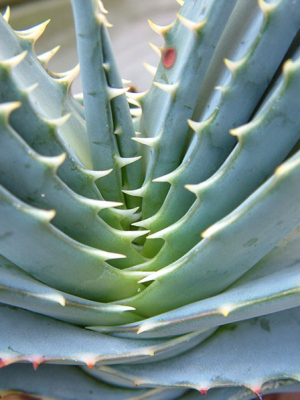 Aloe leaves - Aloe sp.