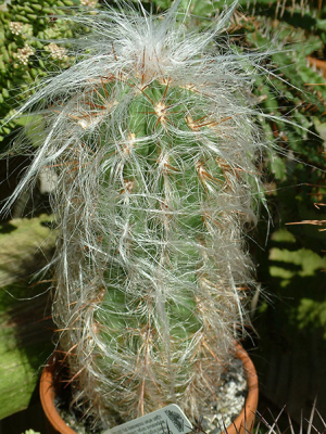 Old Man Cactus - Cephalocereus senilis