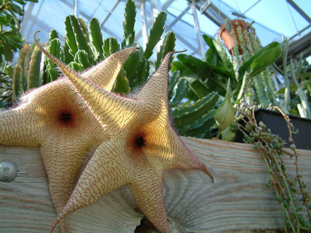Starfish Flower - Stapelia gigantea
