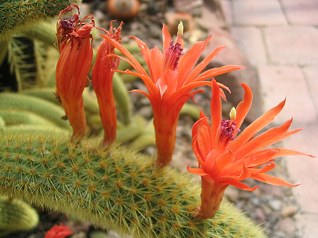 Tarantula Cactus flowers