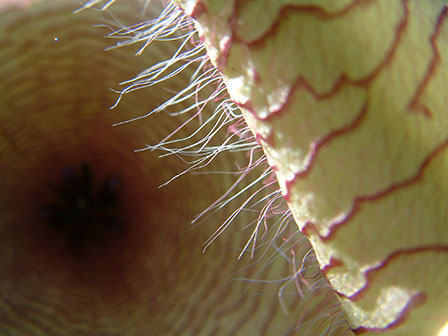 Starfish flower close-up - Stapelia gigantea