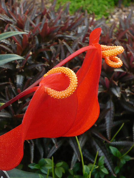 Pigtail Plant - Anthurium scherzerianum