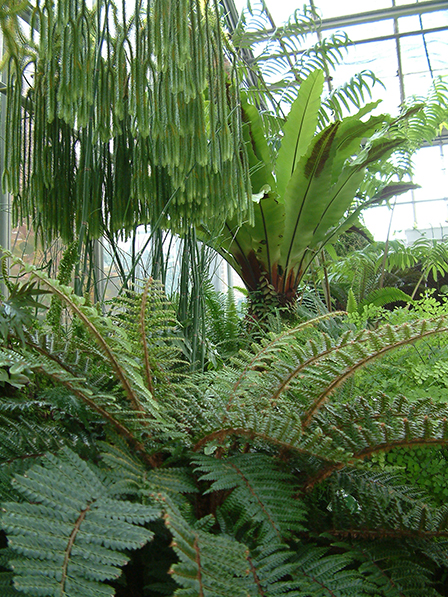 Ferns - Dinosaur's Garden