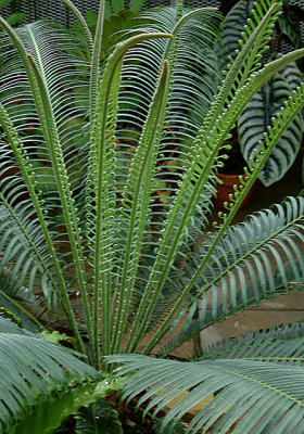 Cycad leaves - Encephalartos