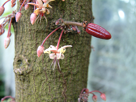 Cocoa pod developing - Theobroma cacao - Chocolate Tree