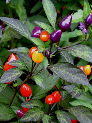 Ornamental chili peppers - Capsicum annuum 'Firecracker'