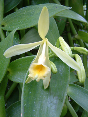Vanilla Orchid - Vanilla planifolia