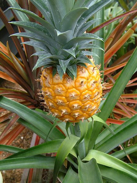 Ripe pineapple - Ananas comosus - a bromeliad