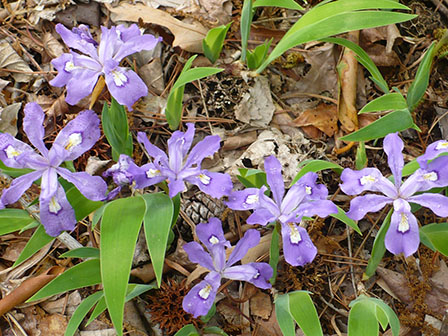 iris-cristata-dwaf-crested-iris