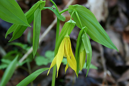 uvularia-grandiflora-large-flowered-bellwort