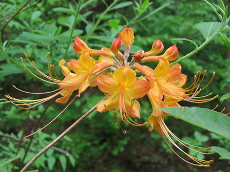 rhododendron-austrinum-hybrid-flame-azalea