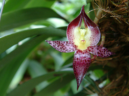 Bulbophyllum Macranthum flower is 1 inch high
