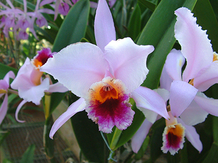 cattleya-percivalliana-meryl-flower-is-4-inches-wide