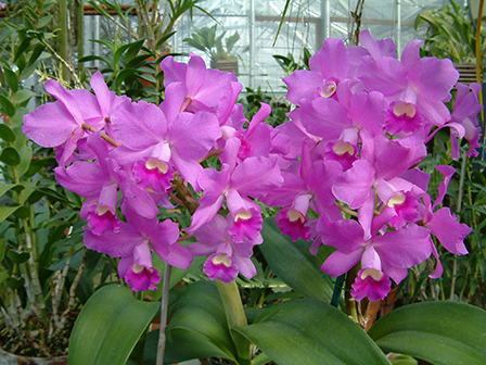 cattleya-portia-gloriosa-big-plant-with-many-flowers