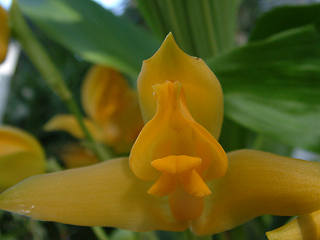 lycaste-aromatica-the-flowers-appear-before-the-leaves