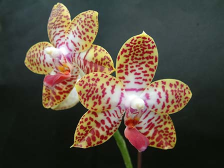 phalaenopsis-hyb