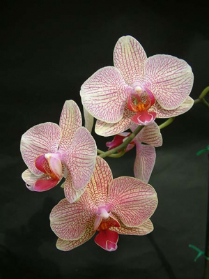 phalaenopsis-hybrid