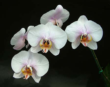 phalaenopsis-hybrids-white