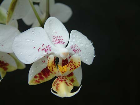 phalaenopsis-sturtiana-many-flowers-on-an-arching-spike