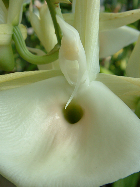 catasetum-pileatum-trigger-forcibly-attaches-pollen-to-bee