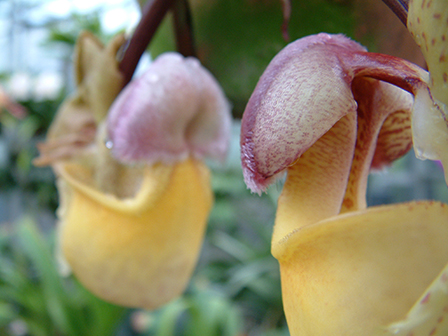coryanthes-alba-rosea
