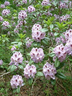 rhododendron-2