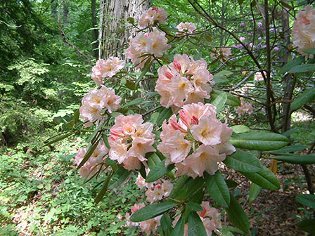 rhododendron-3