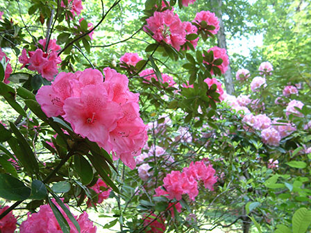 rhododendron-5