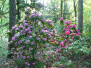 Rhododendrons