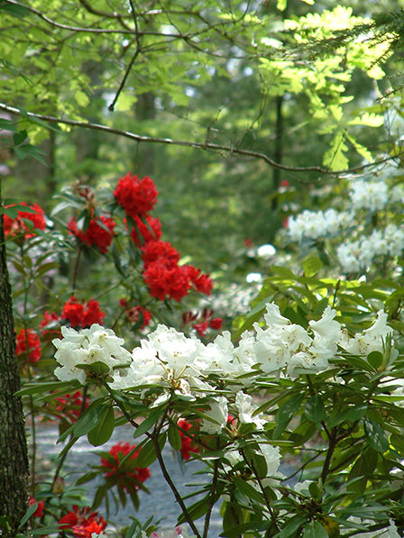 rhododendron-1