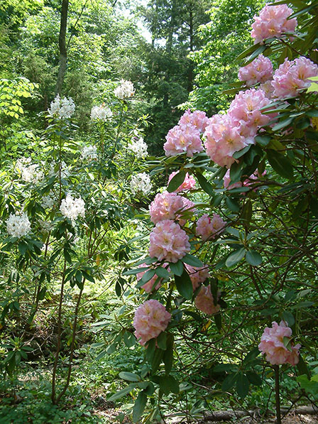 rhododendron-10