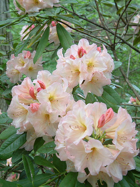 rhododendron-6