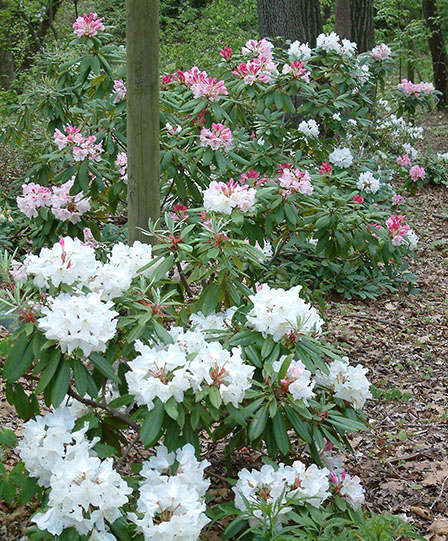 rhododendron-7