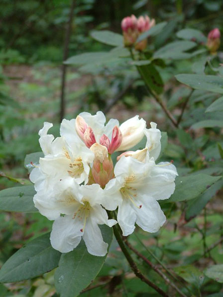 rhododendron-8