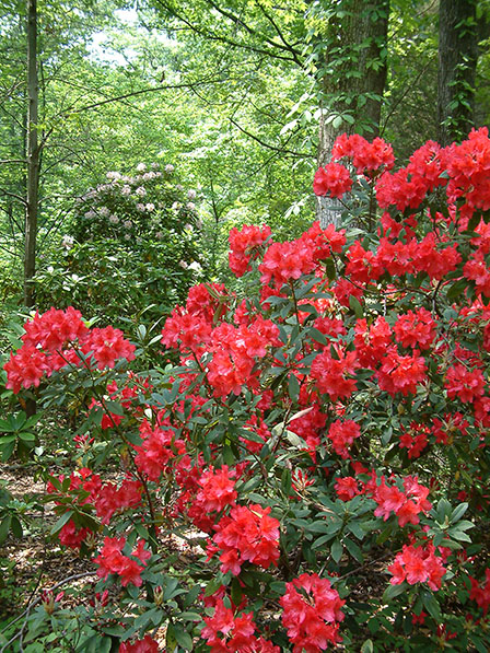 rhododendron-9