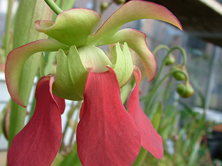 14-sarracenia-flower
