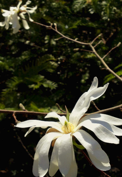 Magnolia x kewensis