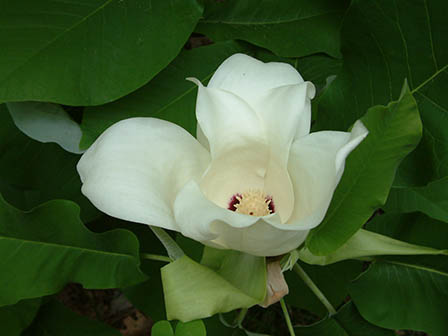 bigleaf-magnolia