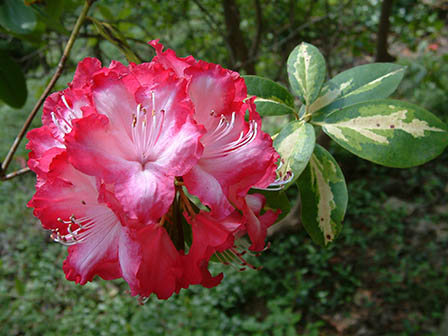 rhododendron-in-harwood-garden