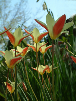 tulipa-clusiana