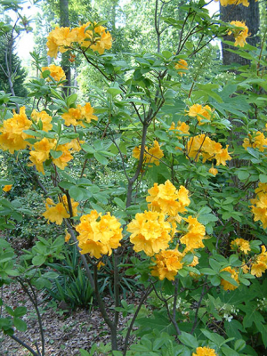 yellow-azalea