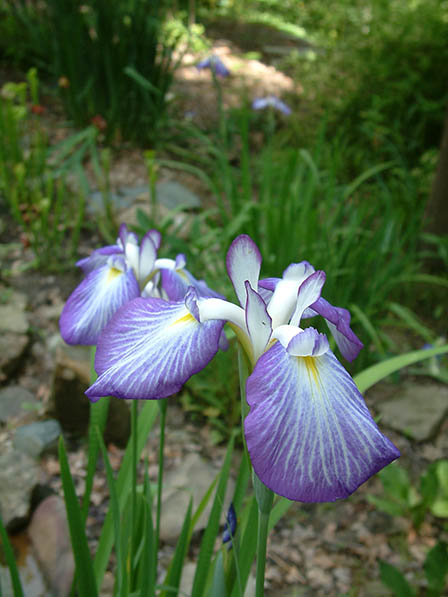 japanese-iris