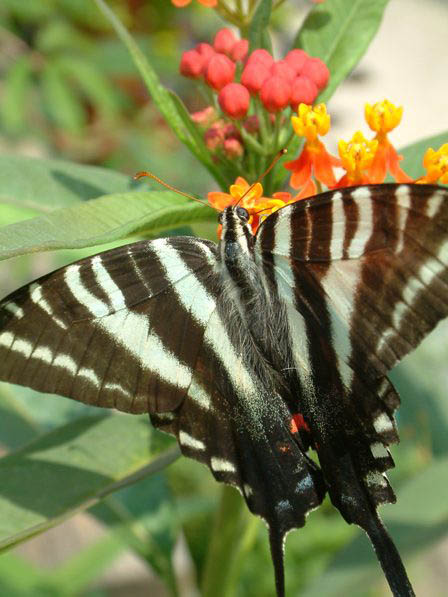 zebra-swallowtail